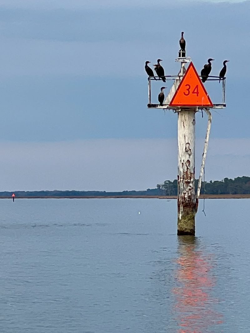 Cormorants perched on a red channel marker standing in calm open water.