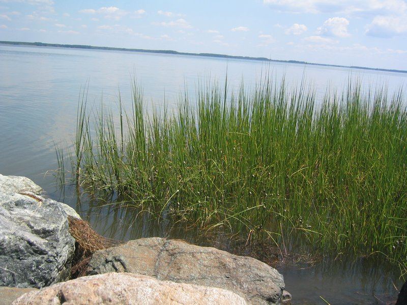 Marsh grass and rocks along a quiet river shoreline under a pale sky.